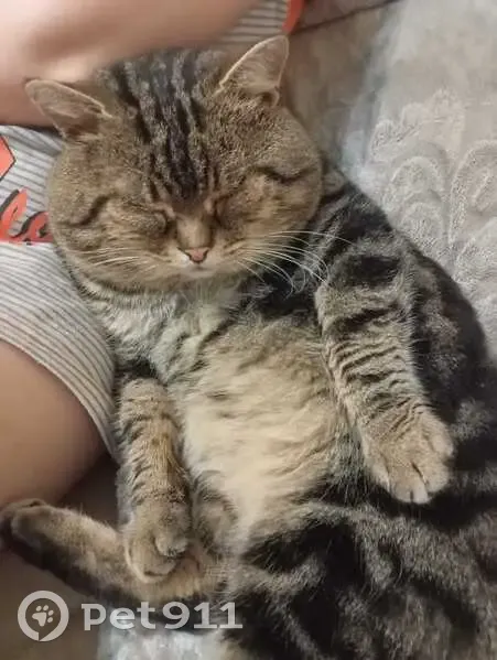 Пропала кошка, Ломакина 125/1, Таганрог - photo