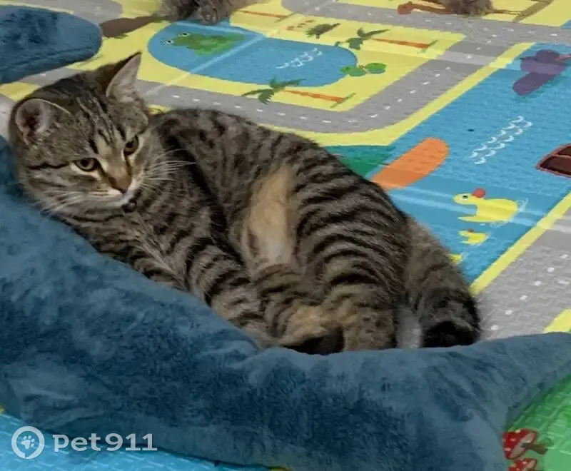 Пропала кошка, Бессоновский сельсовет - photo