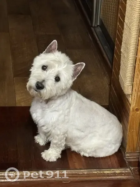 Пропал пёс Бим, ул. М. Горького, 131, Саратов - photo