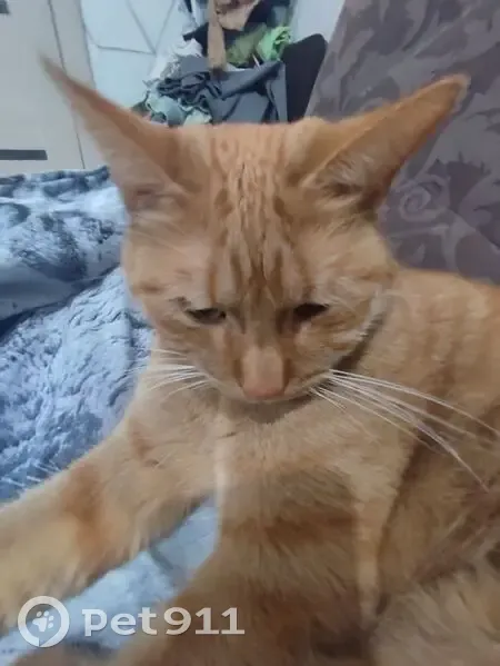 Пропала кошка, Краснотурьинск - photo