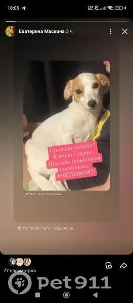 Пропала собака, Выкса - photo