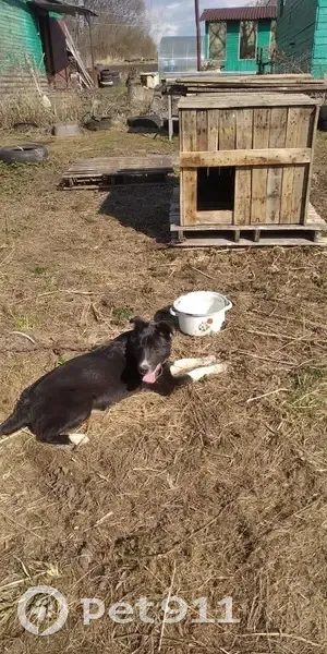 Пропала собака, Переславль-Залесский - photo