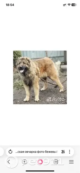 Пропала собака, Тольятти - photo