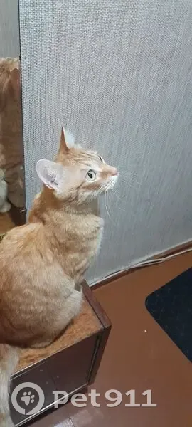 Найдена рыжая кошка, ул. Ломоносова, 15 - photo