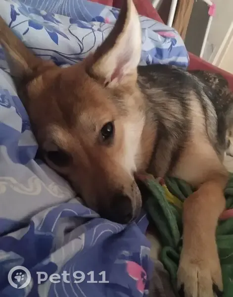 Пропала собака, Мурманск - photo