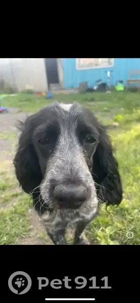 Пропала черно-белая собака, Ленина 16 - photo