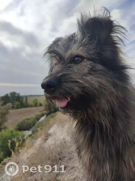 Пропала собака, Калач - photo