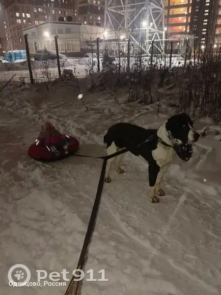 Пропала собака, Одинцово - photo