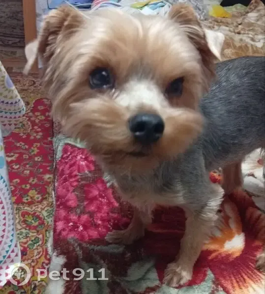 Пропала собака, Новоузенск - photo