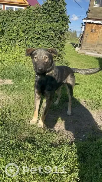 Пропала собака, Кулаки - photo