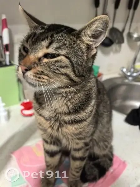 Пропала кошка, Заречный - photo