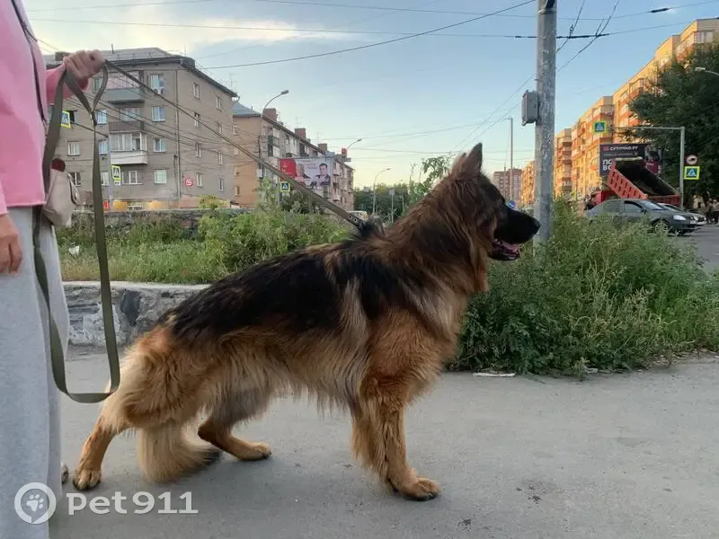 Пропала собака, Новосибирск - photo