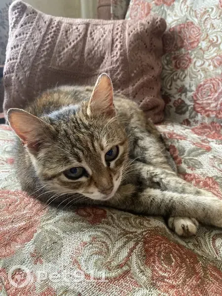 Пропала кошка, ул. Шарохина, Данилов - photo