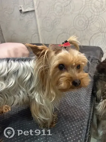 Пропала собака, Рыбинск - photo