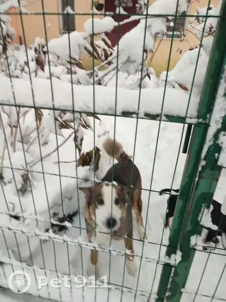 Пропала собака, Малое Лесное - photo