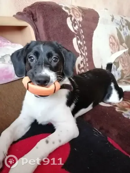 Пропала собака, Надвоицы - photo