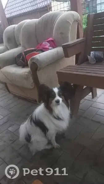 Пропала собака, Энгельс - photo