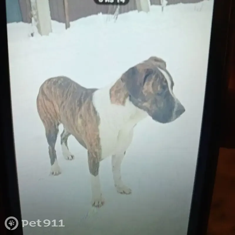 Пропала собака, Красногорск - photo