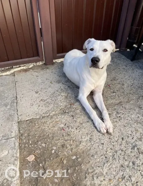 Пропала собака, Ставрополь - photo