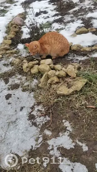 Пропала кошка, Гостилицкое - photo
