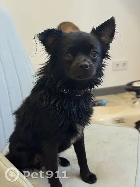 Пропала собака, Советская 181, Бужарово - photo