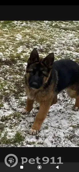 Пропала собака, Тула - photo