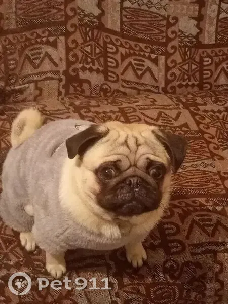 Пропала собака, Приволжский - photo