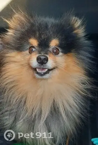 Пропала собака, Краснодар - photo