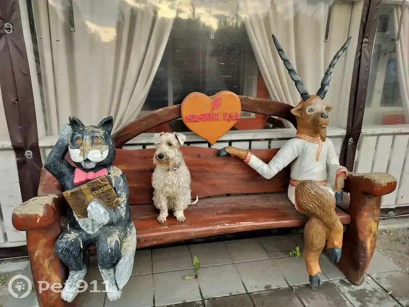 Пропала собака, Реутов - photo