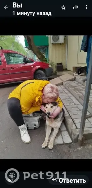 Пропала собака, Калуга - photo