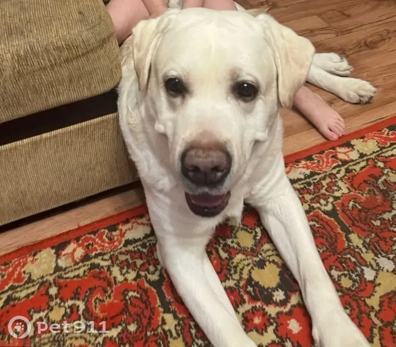 Пропала собака, Нижний Тагил - photo