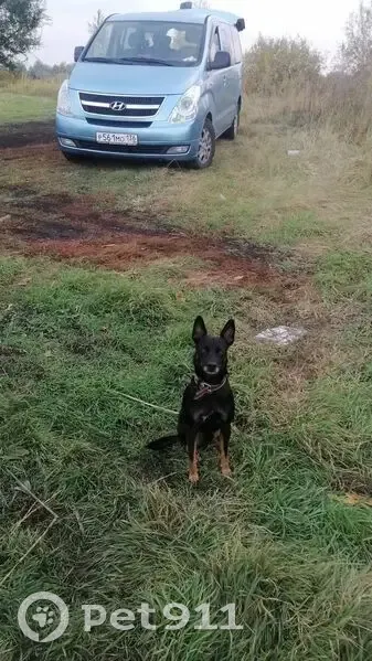 Пропала собака, Бобров - photo