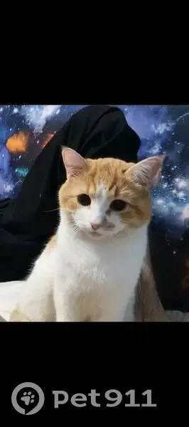 Пропала кошка, Воронеж - photo