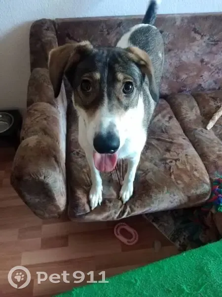 Пропала собака, Екатеринбург - photo