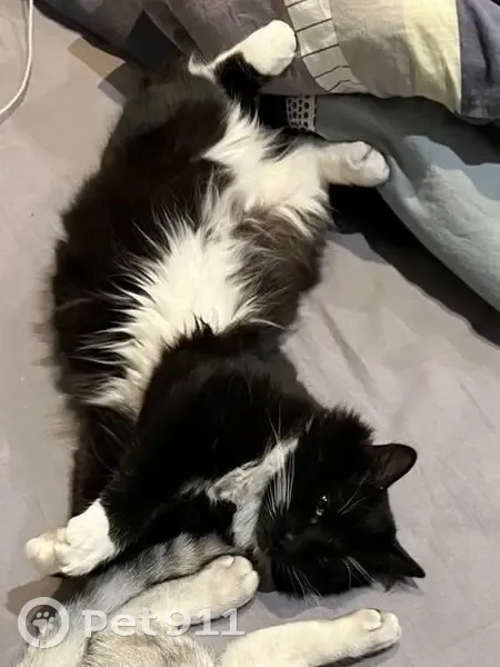 Пропала кошка, Саратов - photo