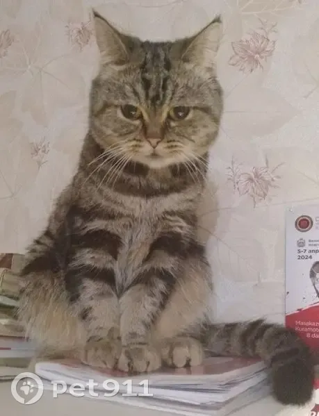 Пропала кошка, Зелинского 22 к2, В. Новгород - photo