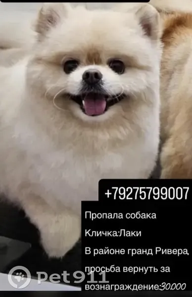 Пропала собака, Астрахань - photo