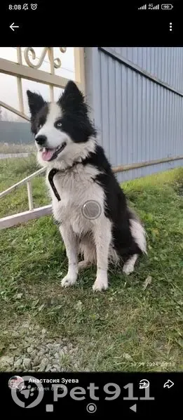 Пропала собака, Миасс - photo