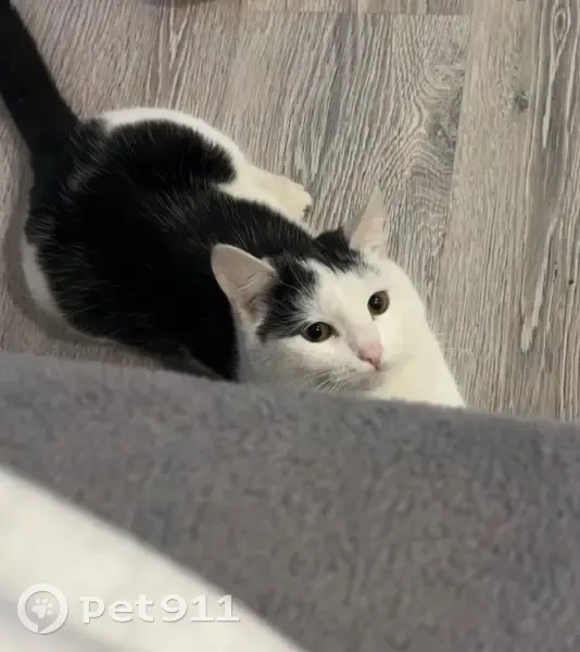 Пропала кошка, Елабуга - photo