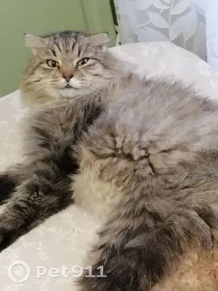 Пропала сибирская кошка, Архангельская обл. - photo