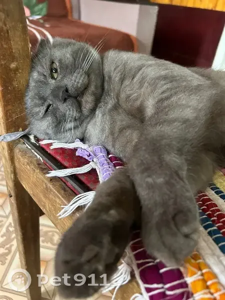 Пропала кошка, Гольянская 14, Завьялово - photo