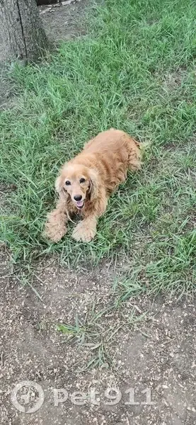 Пропала собака в Донецке, Буденновский район - photo