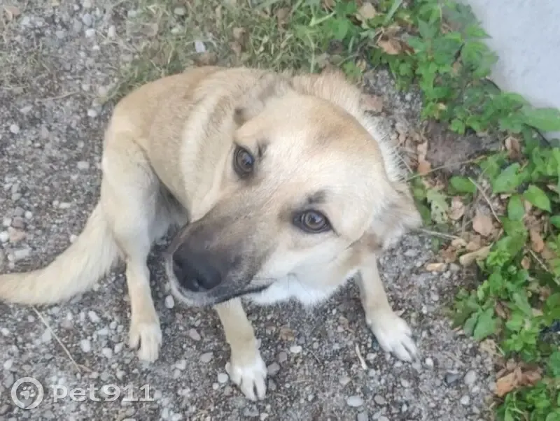 Пропала собака Соня, Большое Исаково - photo