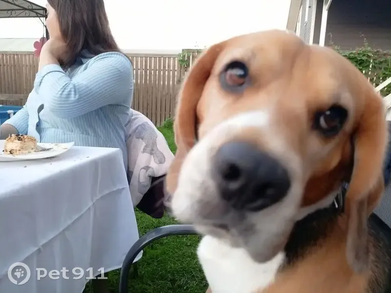 Пропала собака, ул. Победы, 21, Аннинское - photo