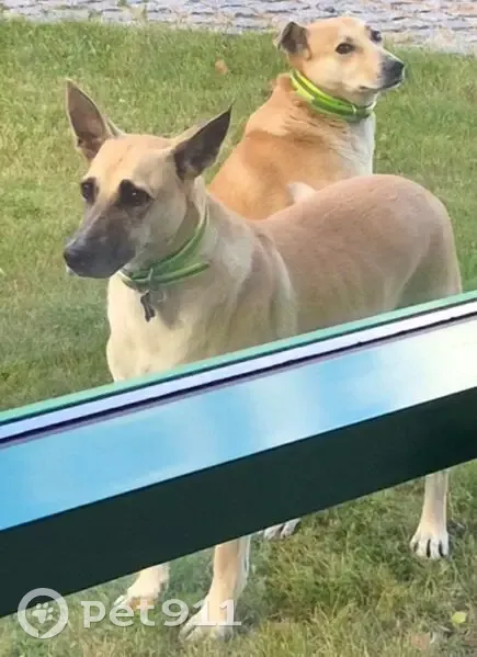 Пропала собака, Люторецкое - photo