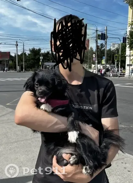 Пропала собака, Челябинск - photo