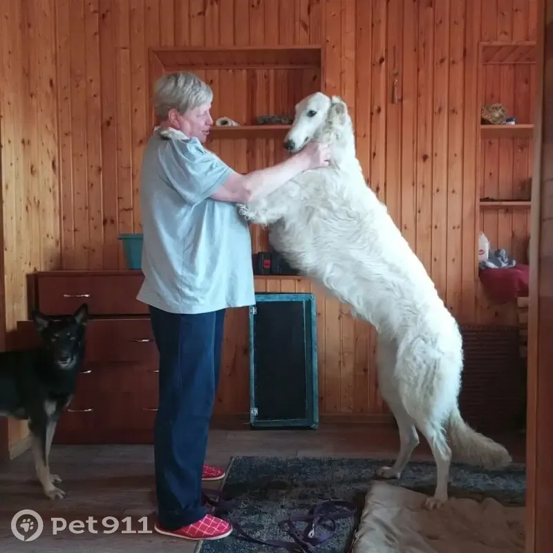 Пропала собака, Красная ул., Ладожская - photo