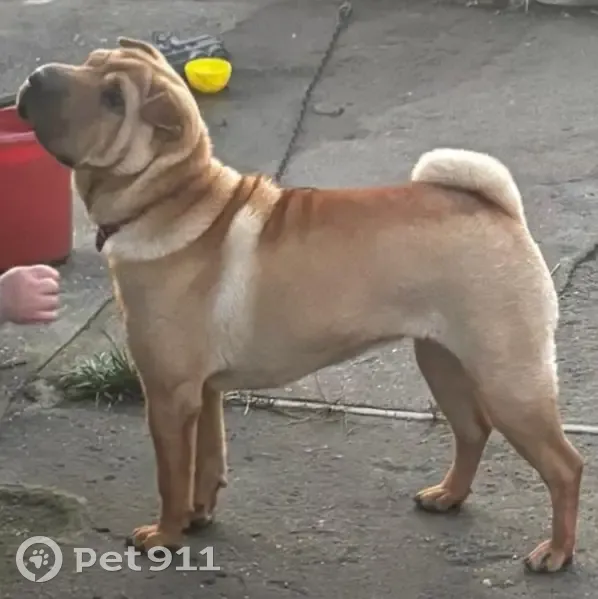 Пропала собака в Шилке, Забайкалье - photo