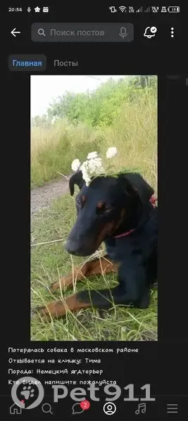 Пропала собака, Калининград - photo