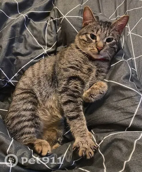 Пропала кошка, Придорожная аллея 21 - photo